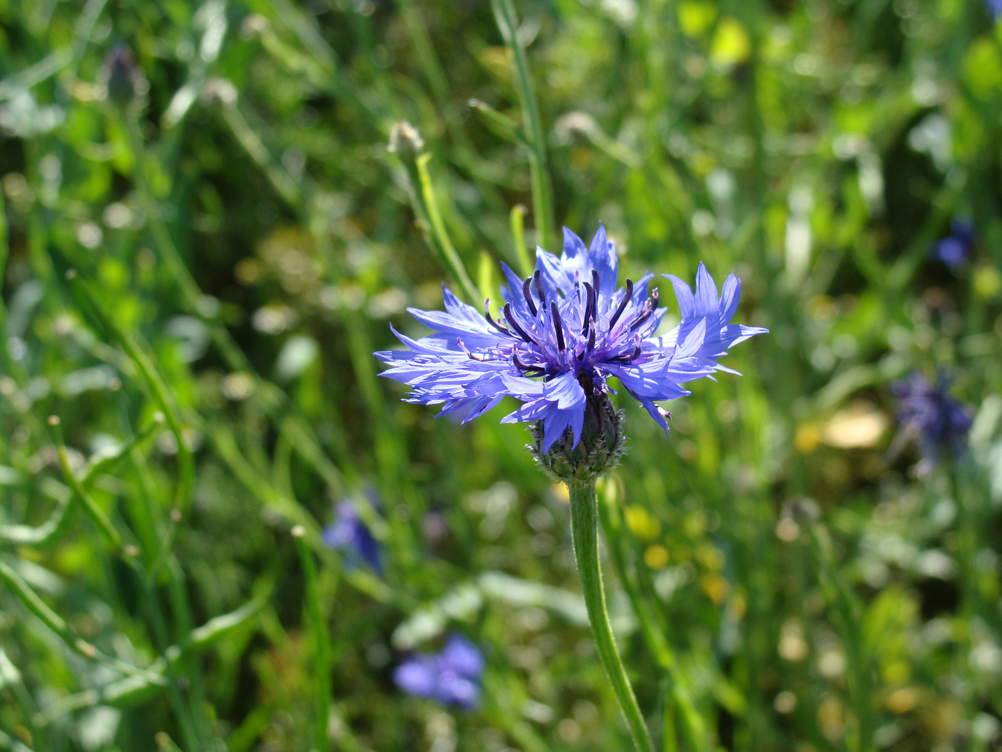 Blaue Schönheit