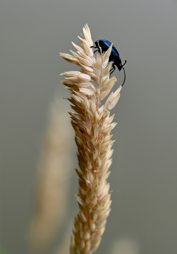 Blaue Schönheit 