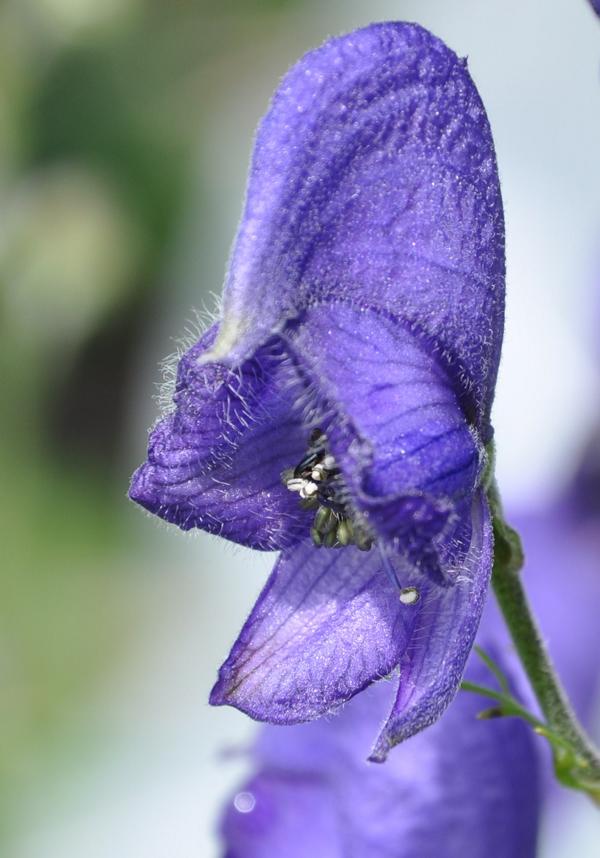 Blaue Schönheit