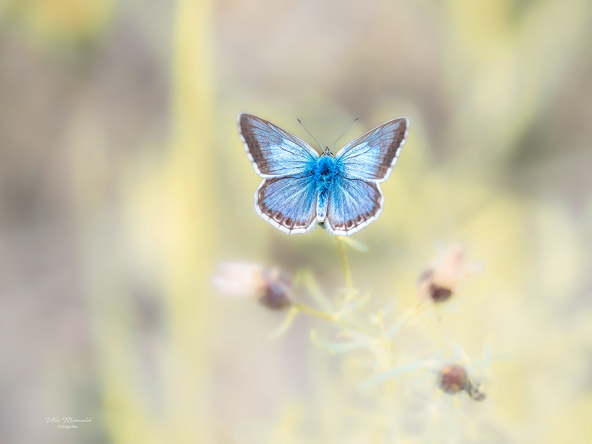 ...blaue Schönheit...