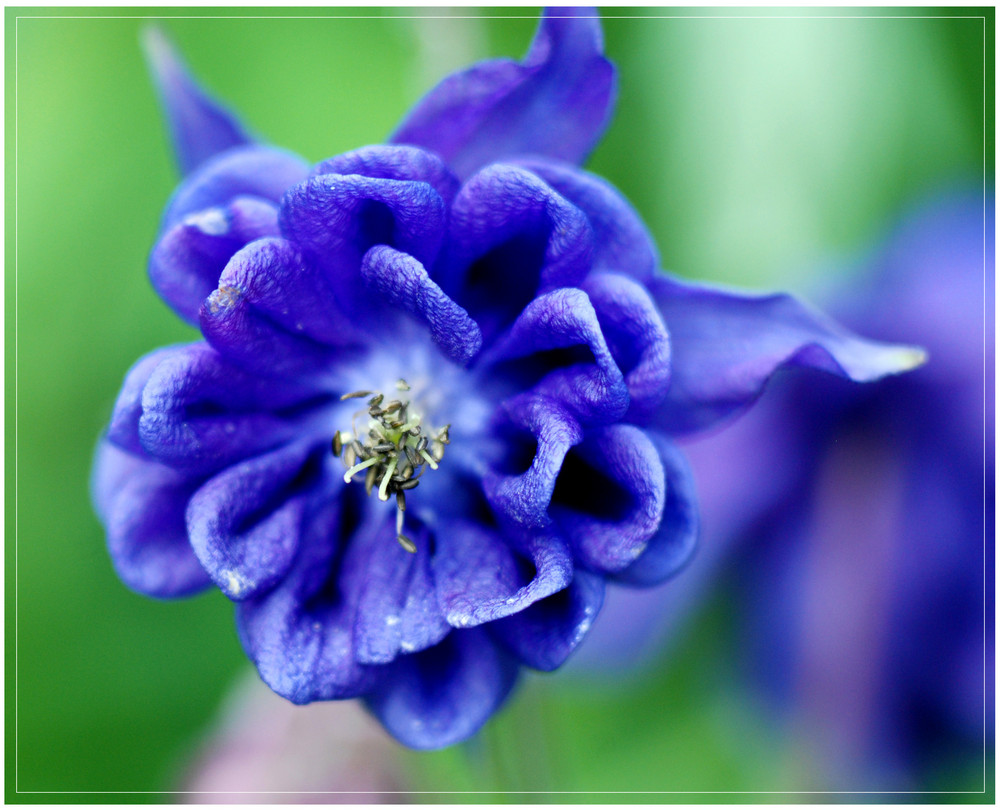 Blaue Schönheit