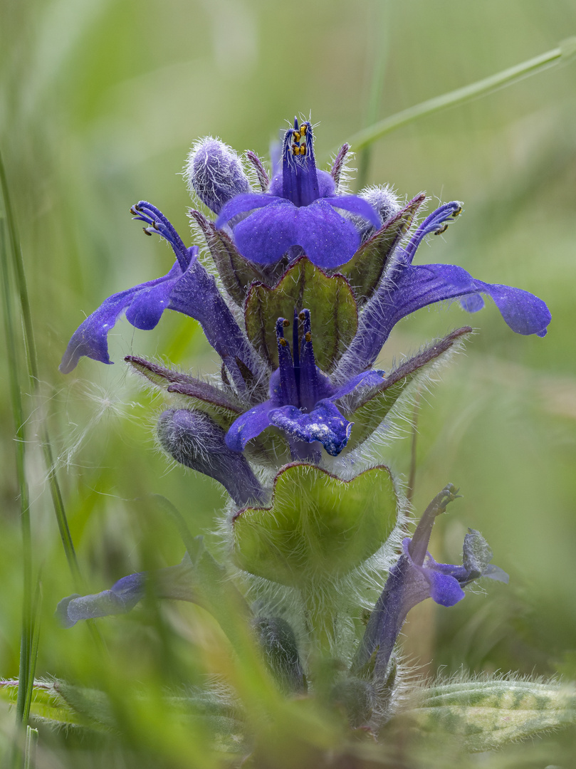 Blaue Schönheit