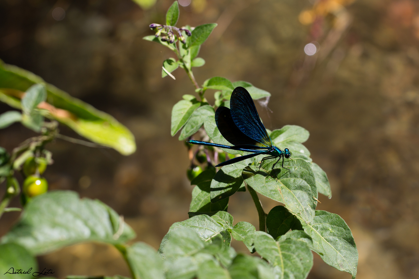 Blaue Schönheit