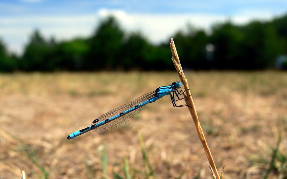 Blaue Schönheit