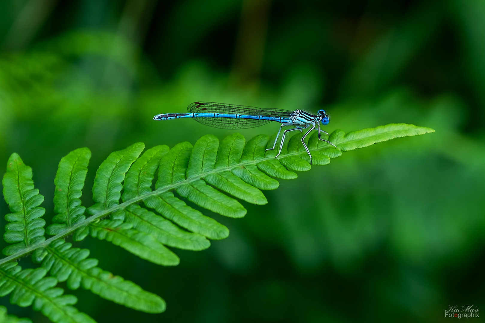 Blaue Schönheit