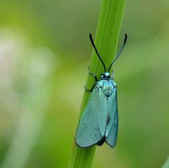 blaue schönheit