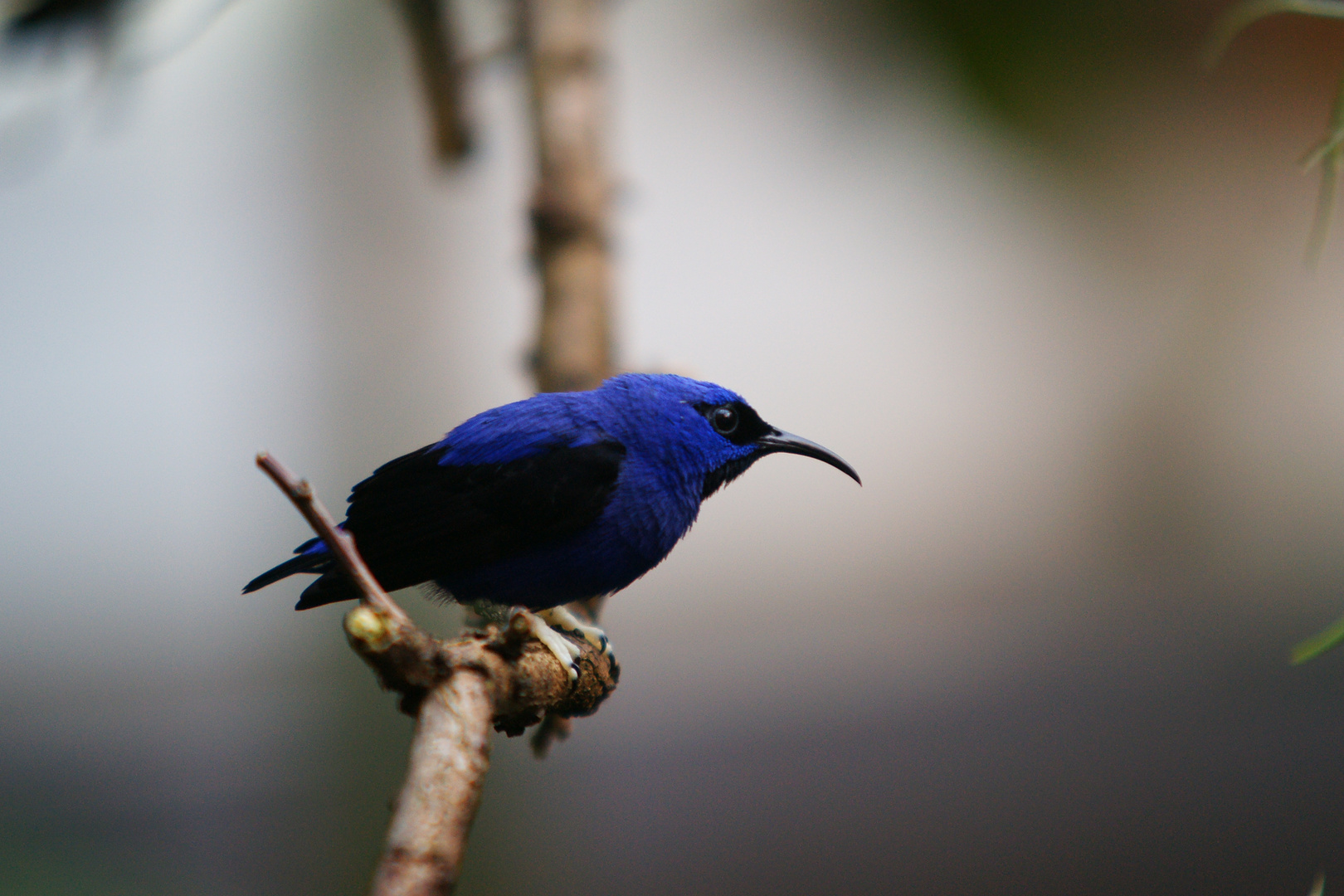 Blaue Schönheit