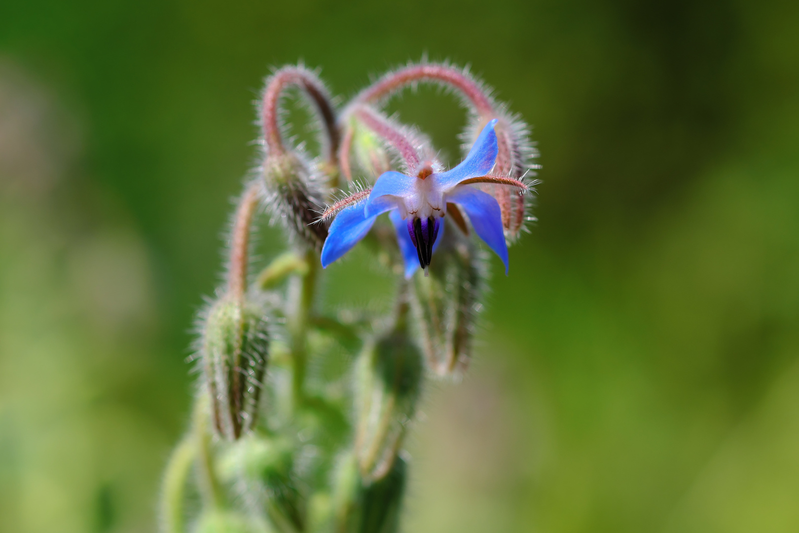 Blaue Schönheit.