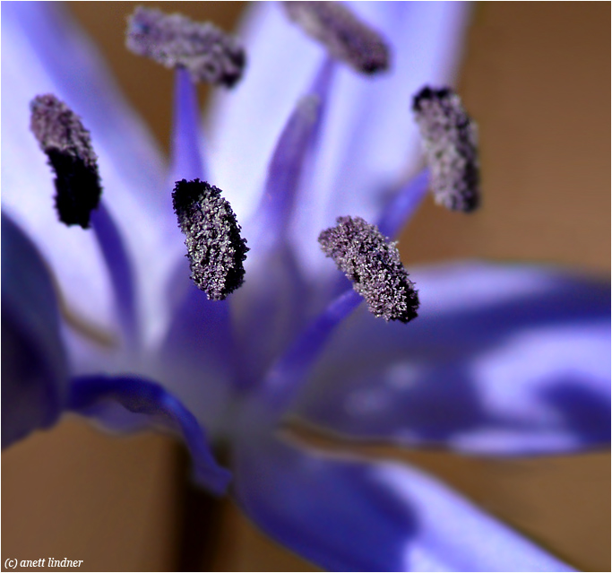 Blaue Schönheit