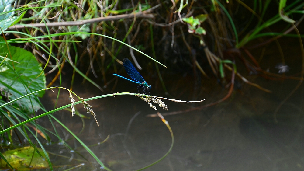 Blaue Schönheit