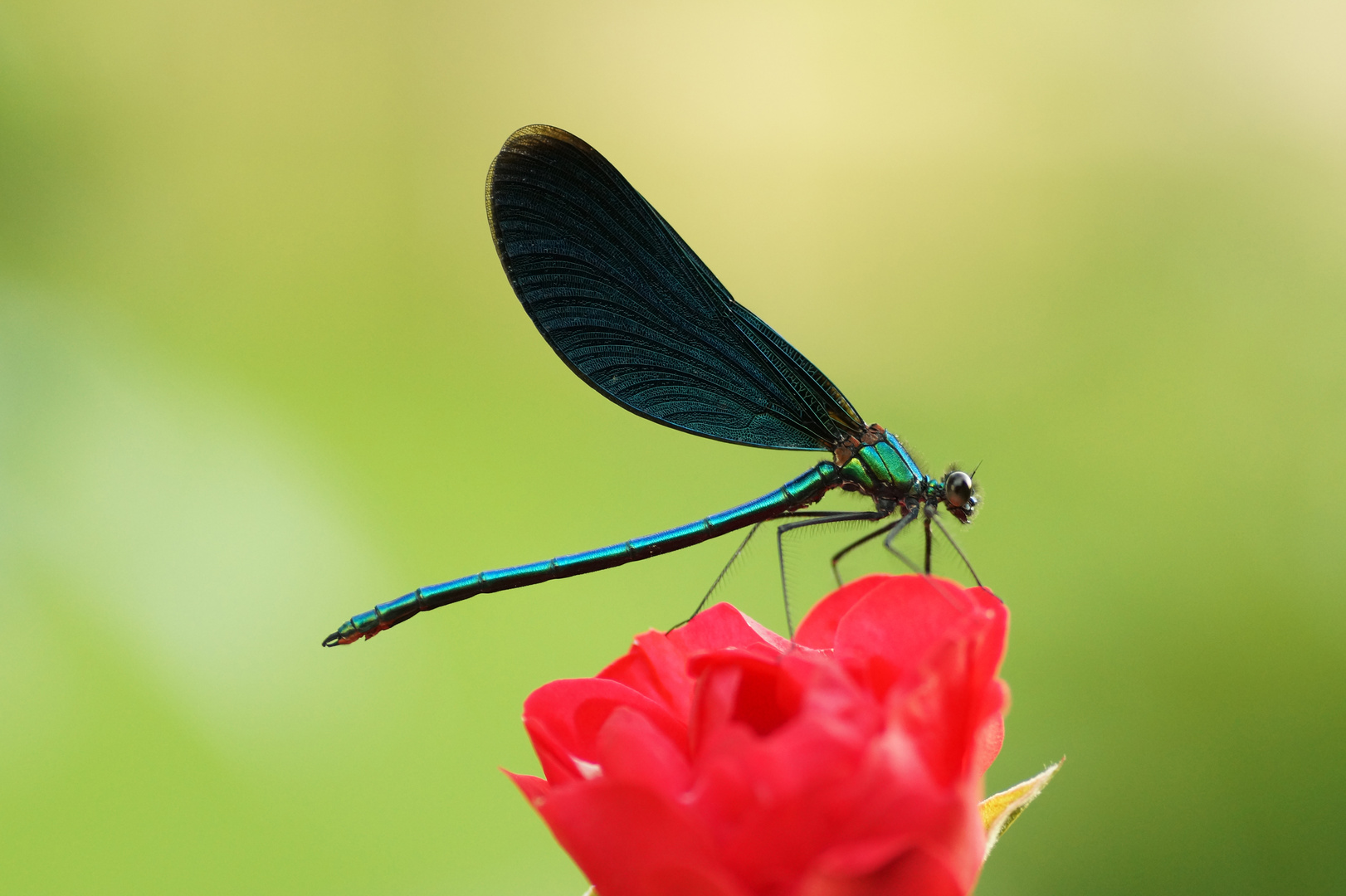 Blaue Schönheit II