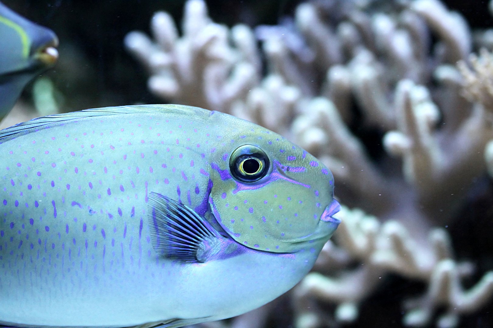 blaue Schönheit im Wasser