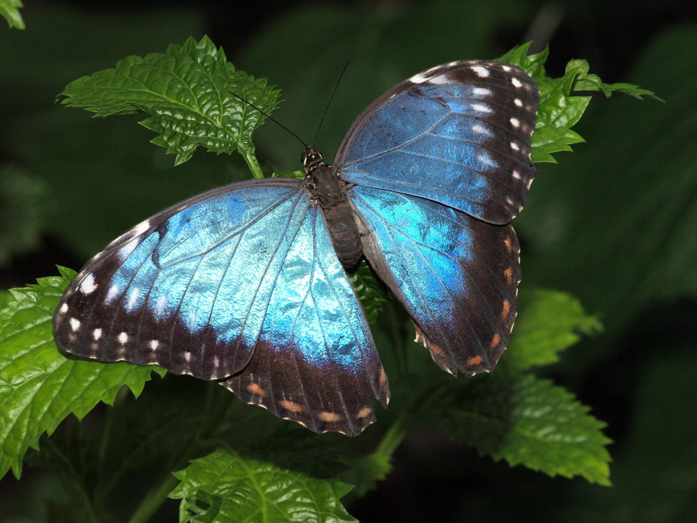 Blaue Schönheit (JJ)