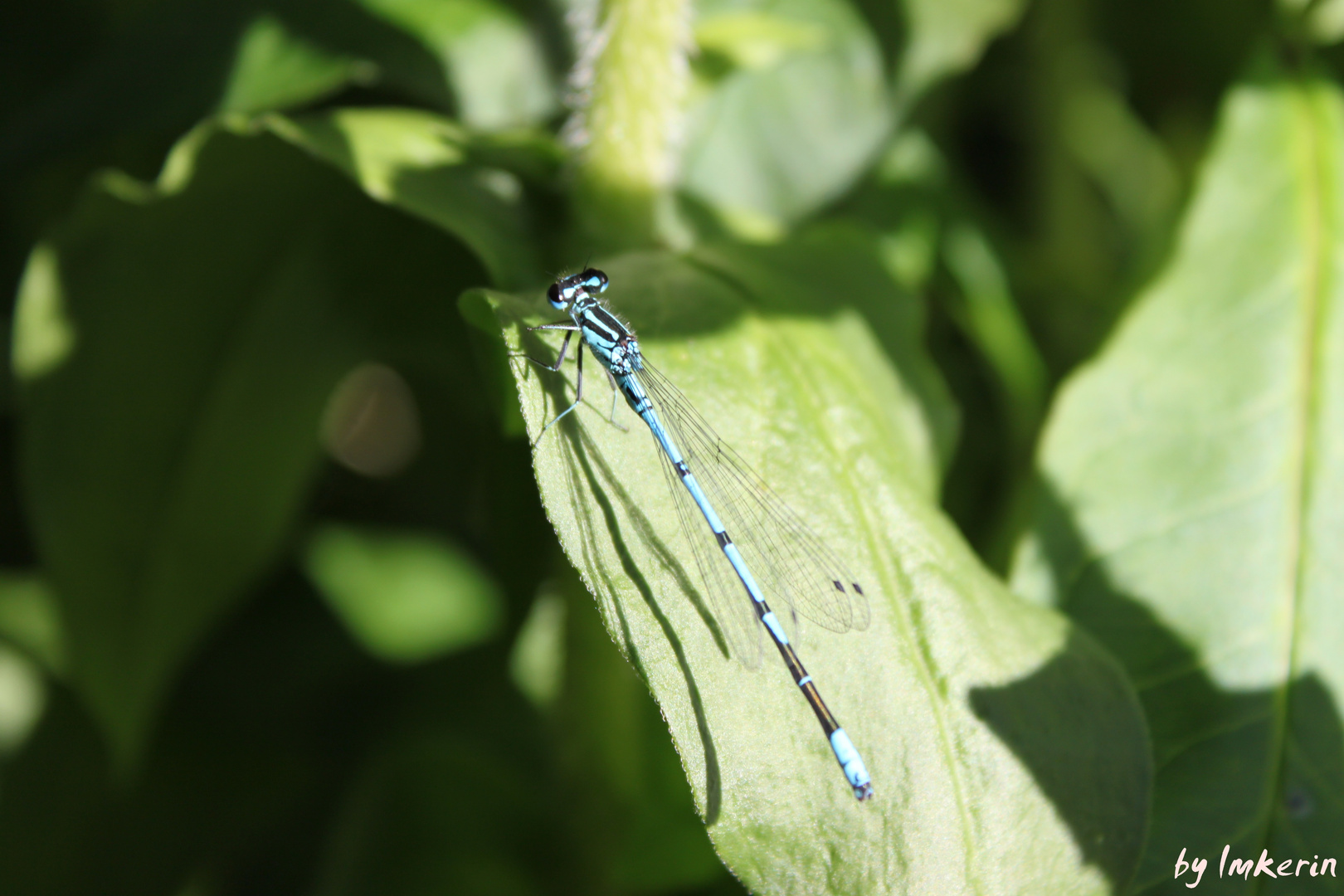 Blaue Schönheit - Libelle