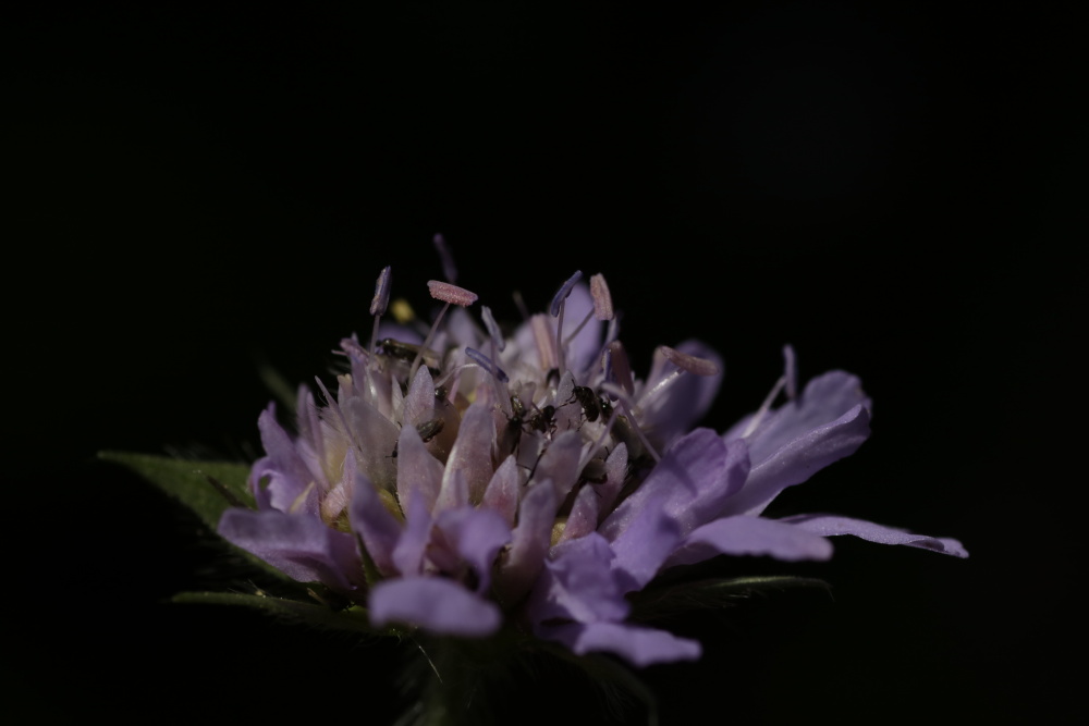 Blaue Schönheit (Witwenblume)