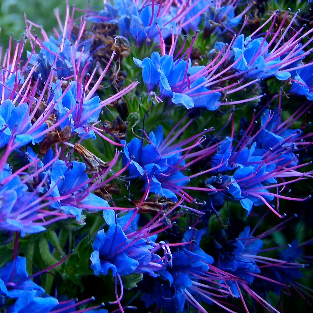 Blaue Schönheiten von Beatrice Bosshart 