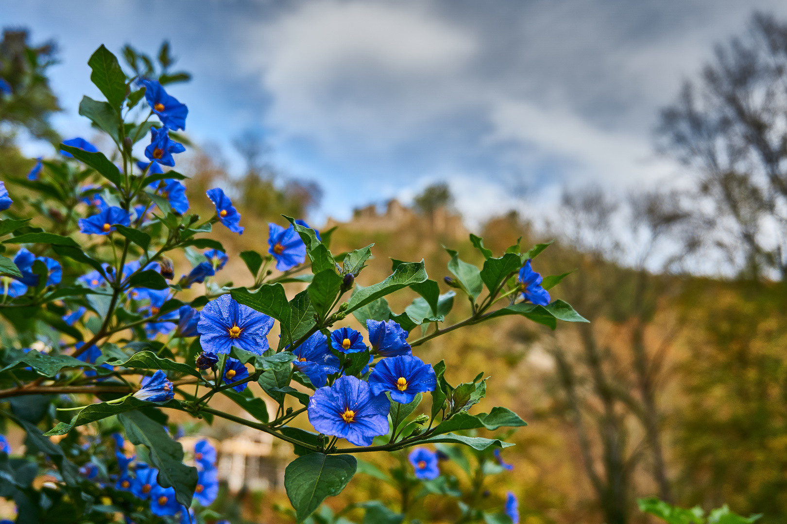 Blaue Schönheiten