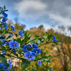 Blaue Schönheiten