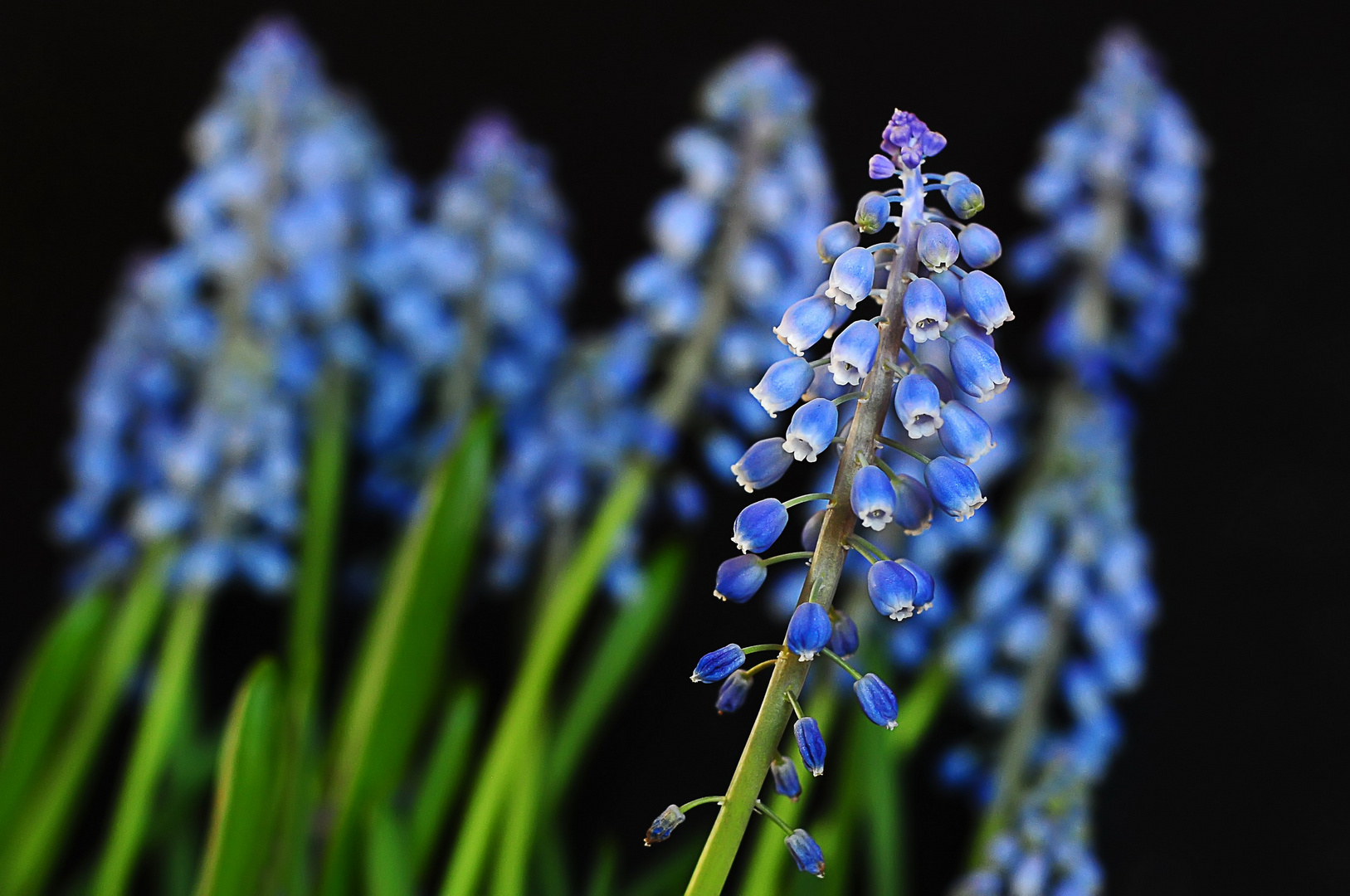 Blaue Schönheiten