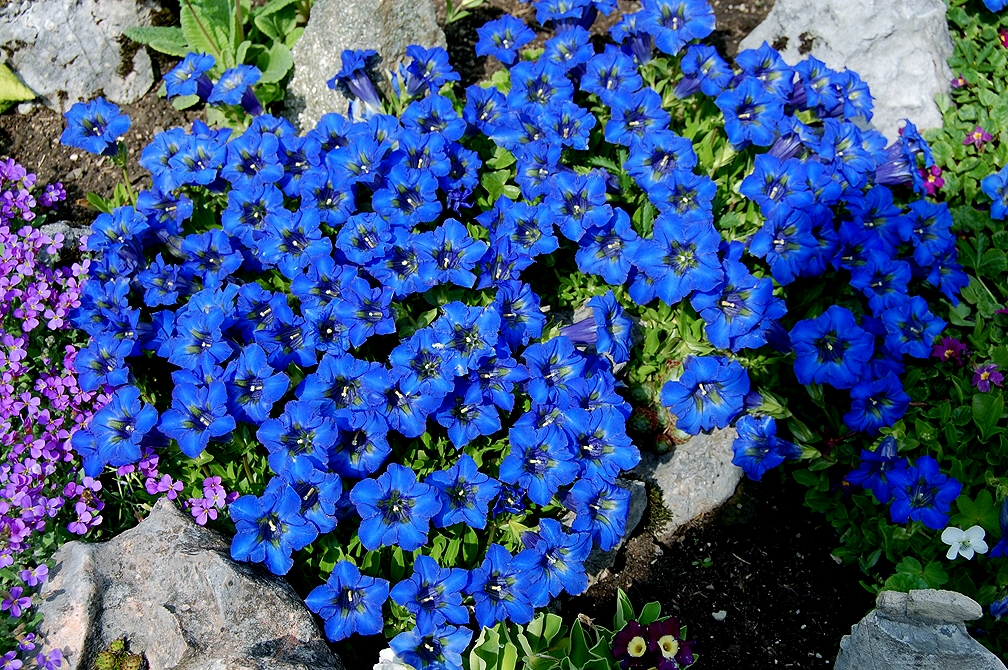 Blaue Schönheiten im Alpengarten