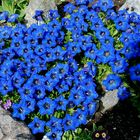 Blaue Schönheiten im Alpengarten