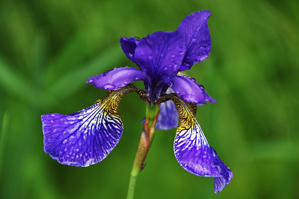 blaue Schwertlilie