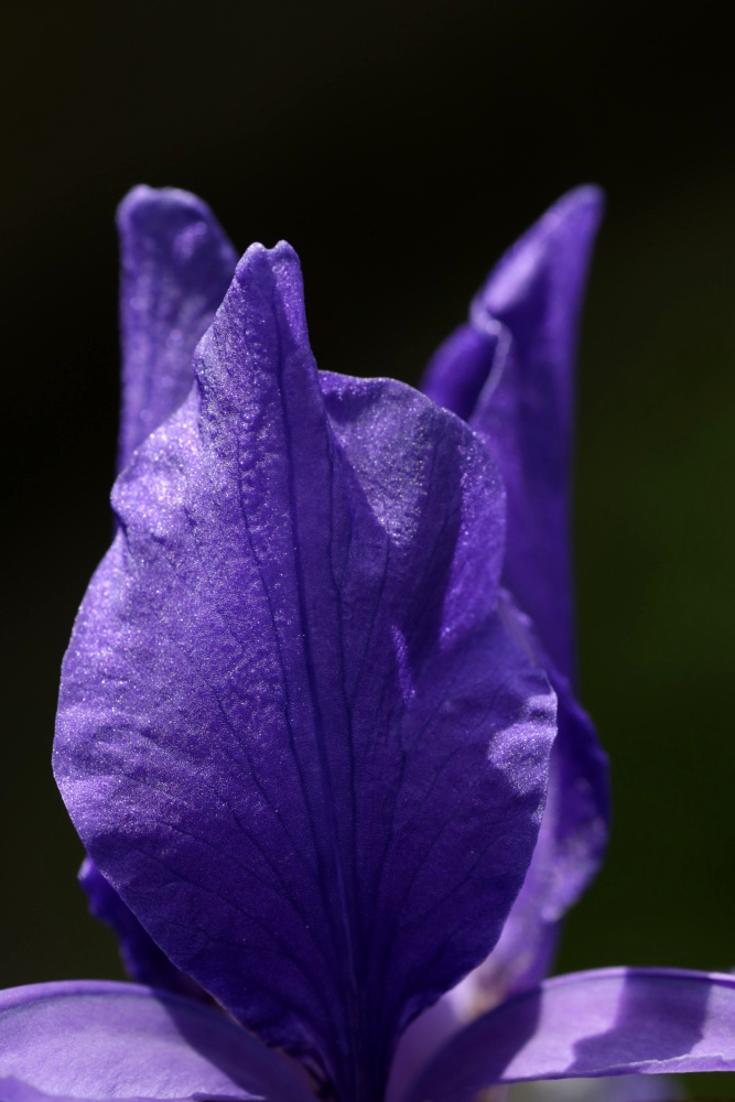 blaue Schwertlilie