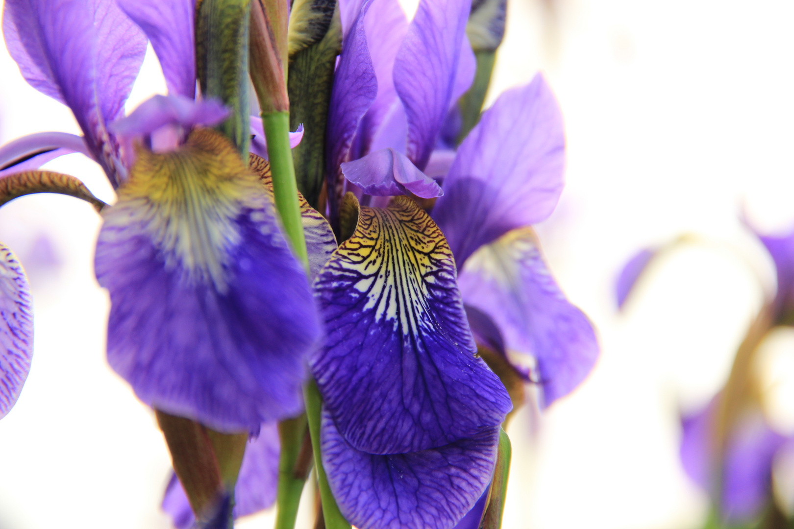 Blaue Schwertlilie