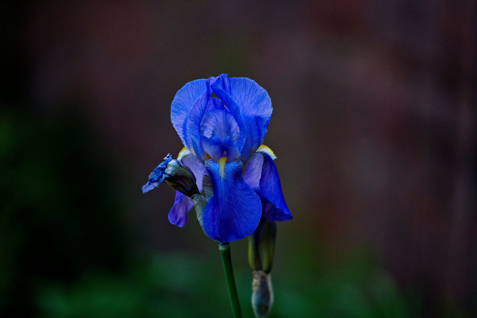 Blaue Schwertlilie