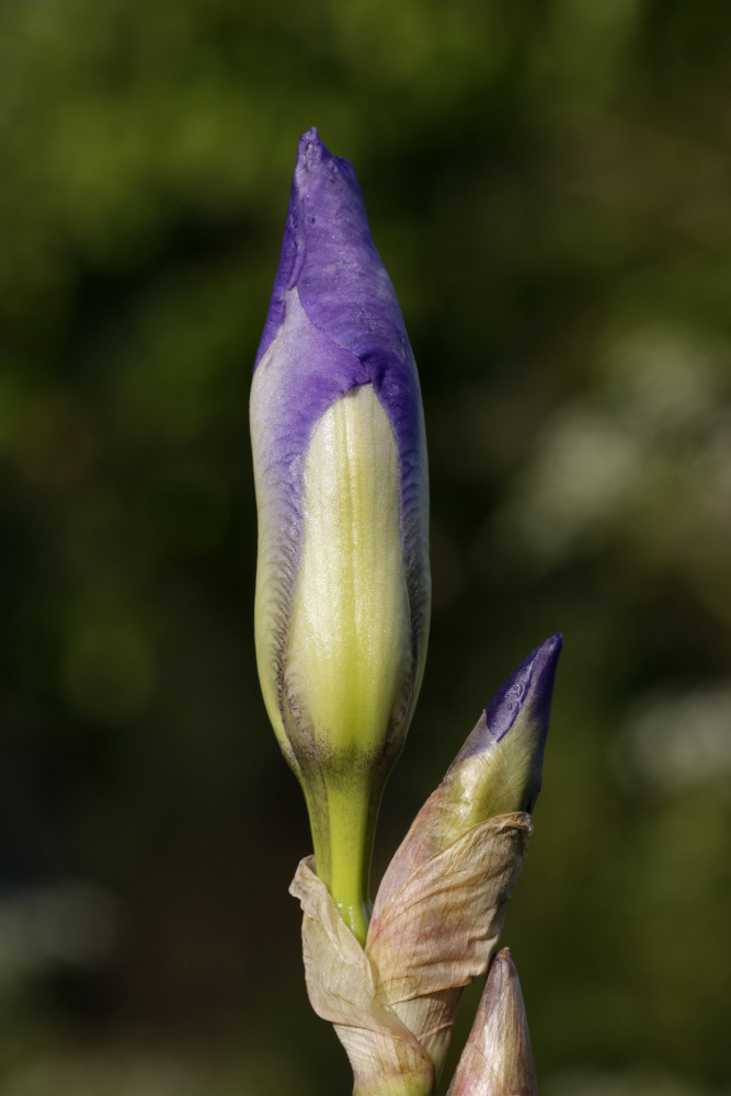 blaue Schwertlilie