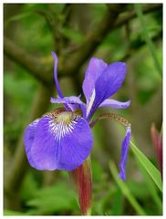 Blaue Schwertlilie