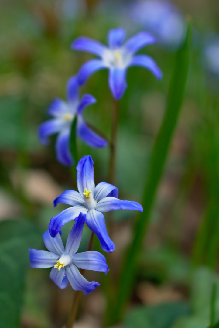 Blaue Scilla