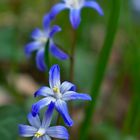 Blaue Scilla