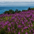 Blaue See                                       DSC_3736