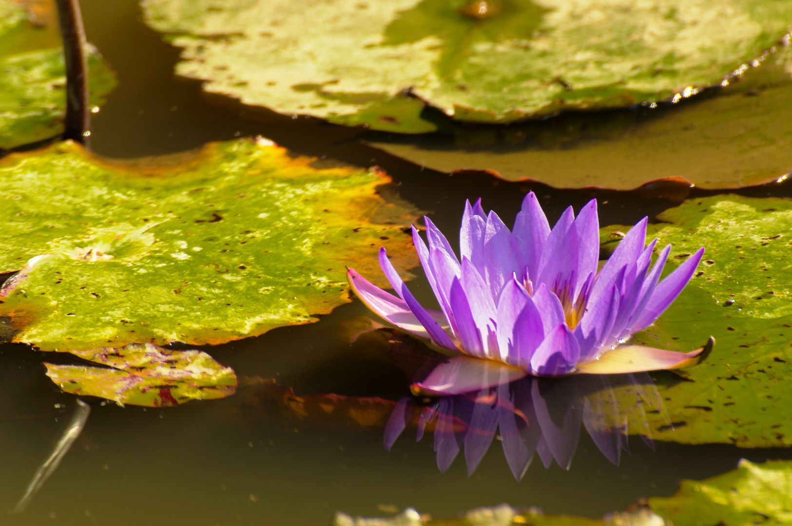 Blaue Seerose