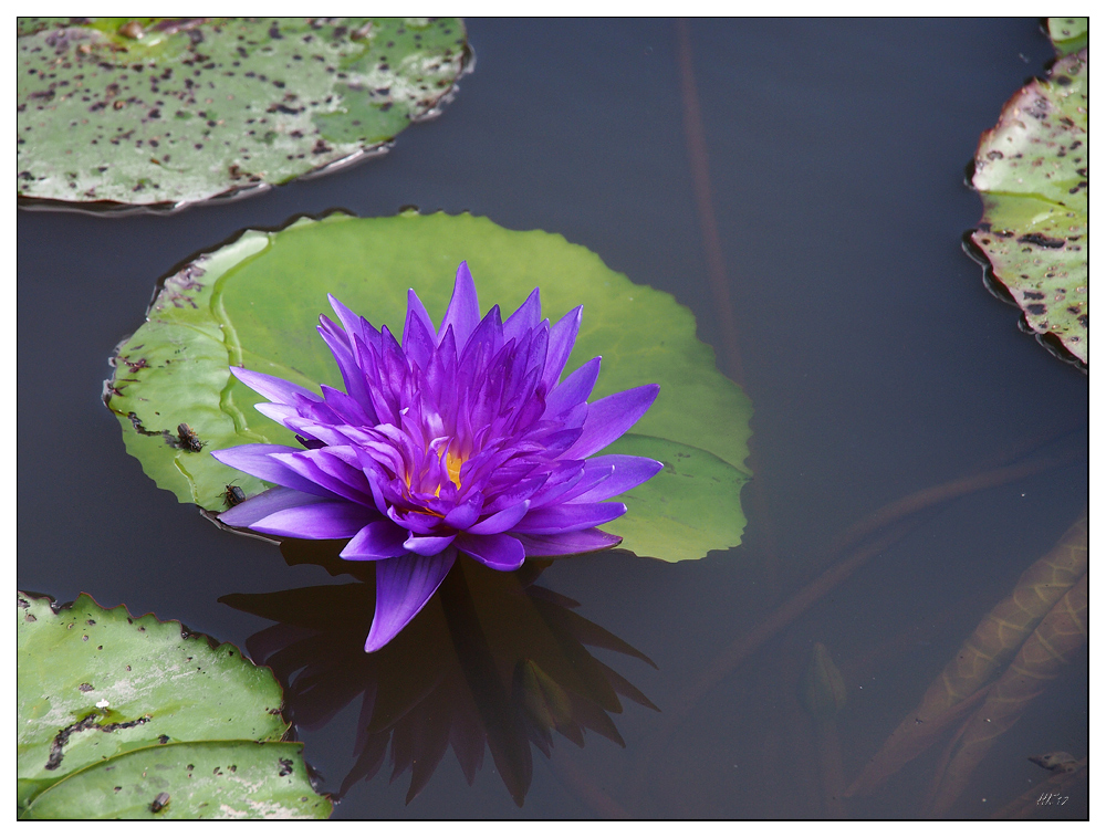 Blaue Seerose