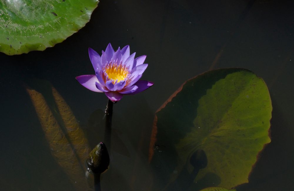 Blaue Seerose