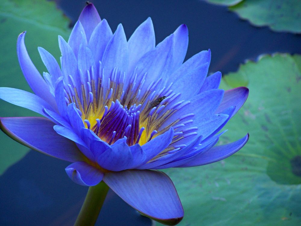 Blaue Seerose Foto & Bild  pflanzen, pilze & flechten, blüten- &  kleinpflanzen, seerosen Bilder auf fotocommunity