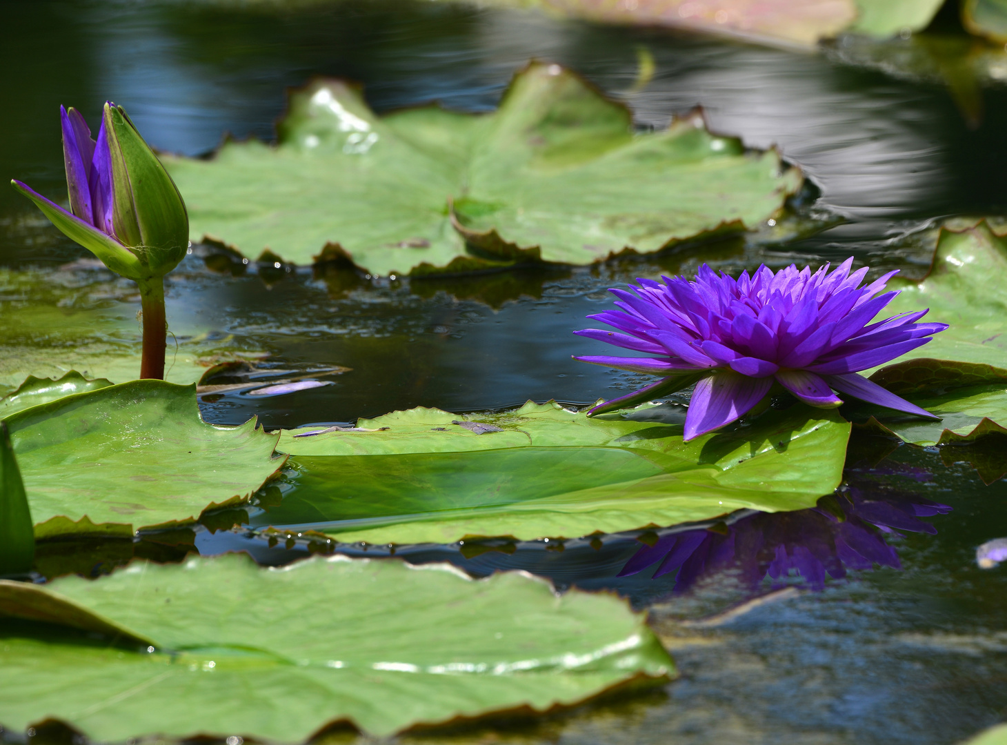 blaue Seerose