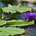 blaue Seerose