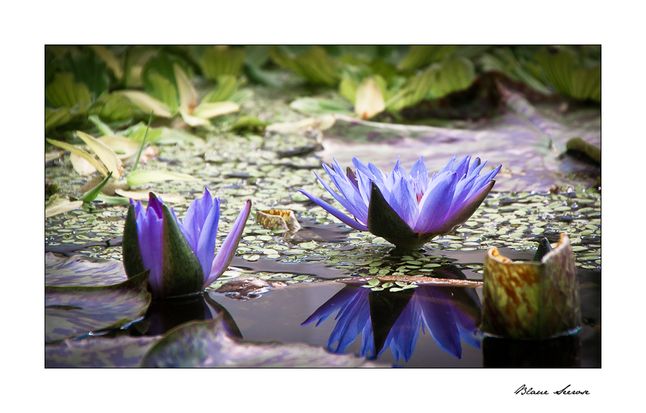 Blaue Seerose