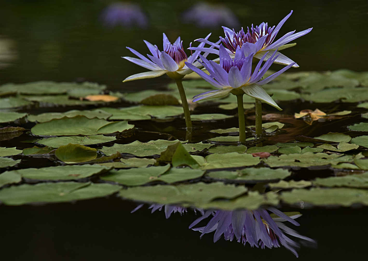 Blaue Seerose....