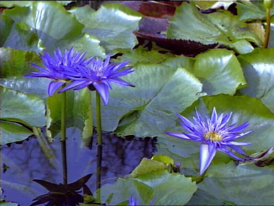 Blaue Seerosen Foto & Bild  pflanzen, pilze & flechten, blüten- &  kleinpflanzen, seerosen Bilder auf fotocommunity