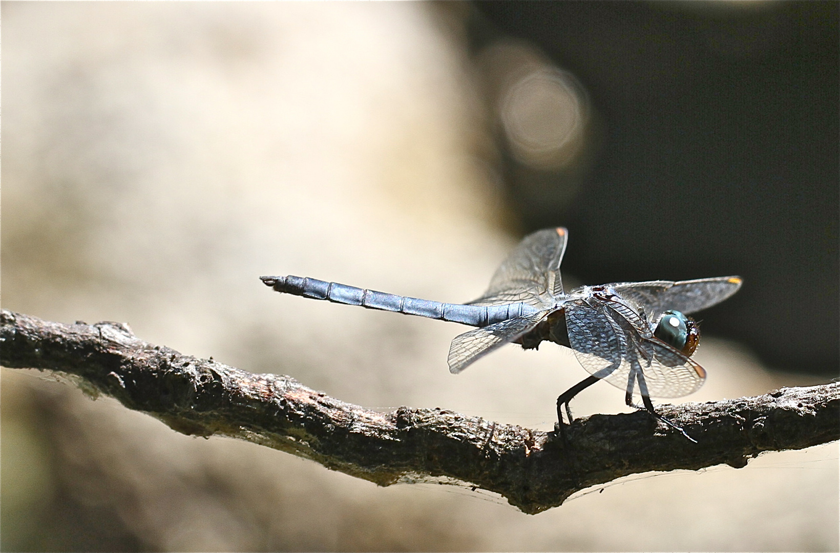 Blaue Segellibelle