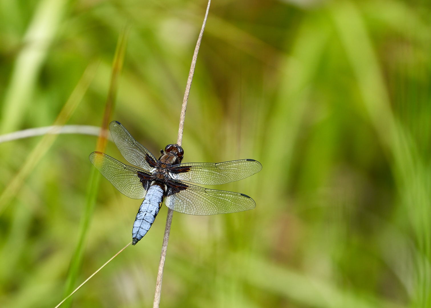  Blaue Segellibelle