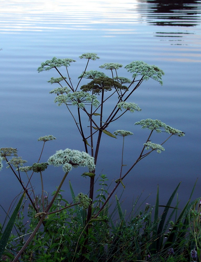 Blaue Serenade