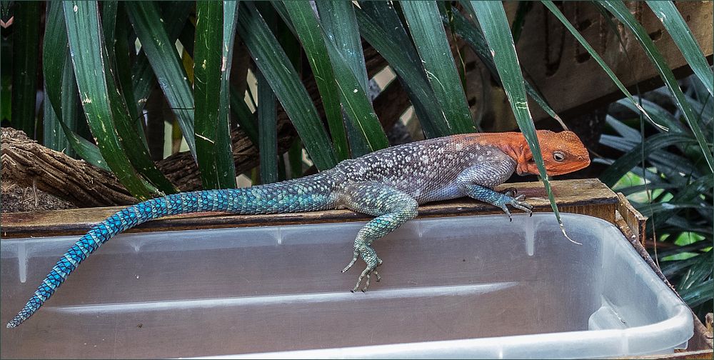 Blaue Siedleragame im Kölner Zoo