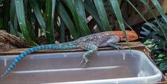 Blaue Siedleragame im Kölner Zoo