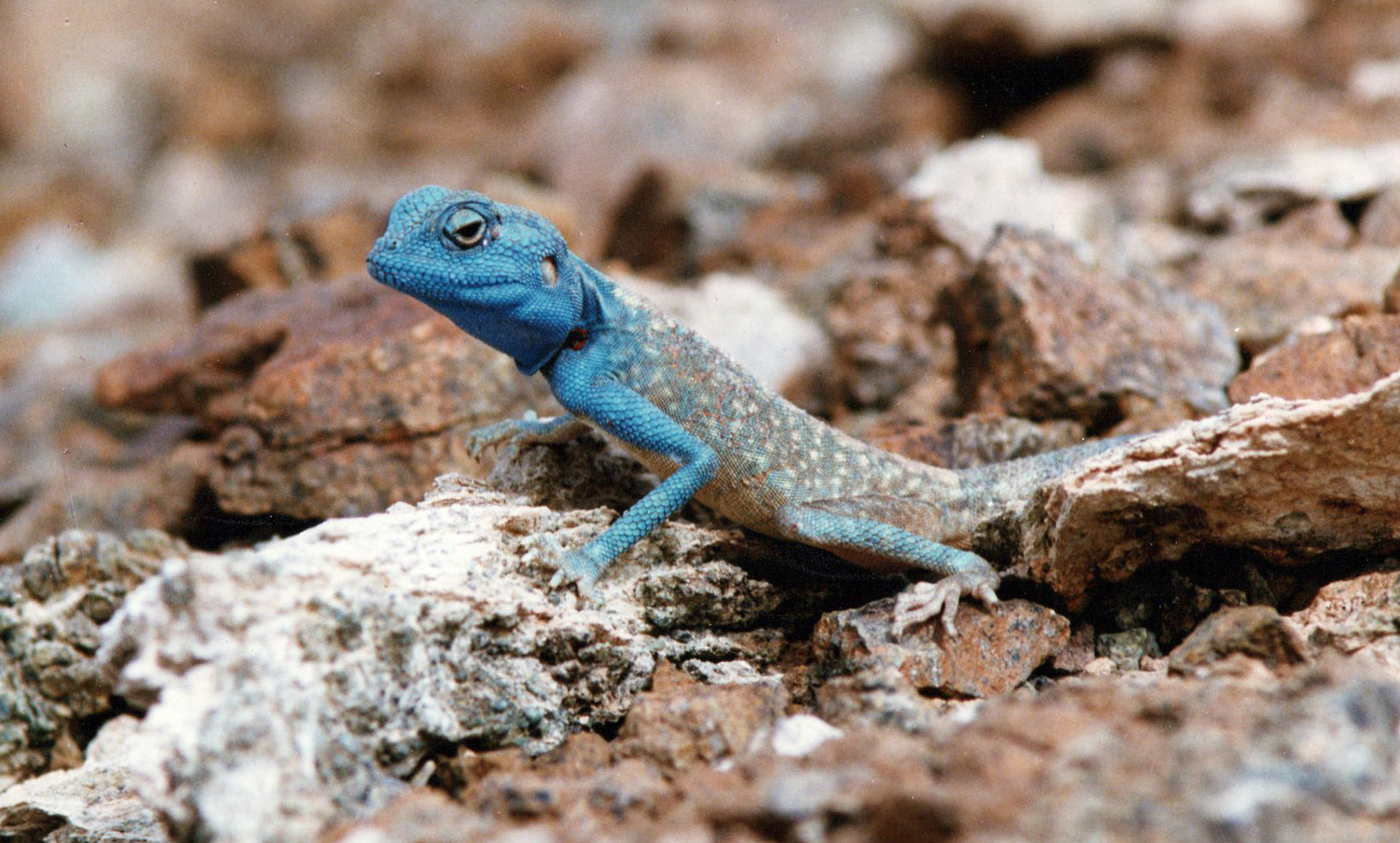 Blaue Sinai-Agame