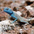 Blaue Sinai-Agame